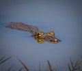 Caiman floating on the surface of the water in Pantanal, Brazil