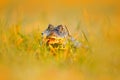 Caiman hidden in grass. Portrait of Yacare Caiman in water plants, crocodile with open muzzle, Pantanal, Brazil. Detail close-up p