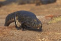 CAIMAN JACARE caiman latirostris