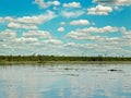 Caiman in lake at Esteros del Ibera, Argentina