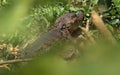 Caiman, Lake Nicaragua