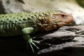 Caiman lizard