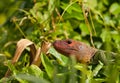 Caiman Lizard