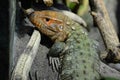 Caiman lizard 20132 Royalty Free Stock Photo