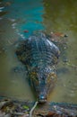 Caiman in the muddy water on the bank of the Cuyabeno River, Cuyabeno Wildlife Reserve, Ecuador Royalty Free Stock Photo