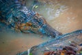 Caiman in the muddy water on the bank of the Cuyabeno River, Cuyabeno Wildlife Reserve, Ecuador Royalty Free Stock Photo