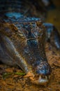 Caiman in the muddy water on the bank of the Cuyabeno River, Cuyabeno Wildlife Reserve, Ecuador Royalty Free Stock Photo