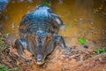 Caiman in the muddy water on the bank of the Cuyabeno River, Cuyabeno Wildlife Reserve, Ecuador Royalty Free Stock Photo