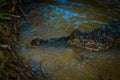 Caiman in the muddy water on the bank of the Cuyabeno River, Cuyabeno Wildlife Reserve, Ecuador Royalty Free Stock Photo