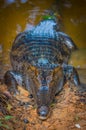 Caiman in the muddy water on the bank of the Cuyabeno River, Cuyabeno Wildlife Reserve, Ecuador Royalty Free Stock Photo