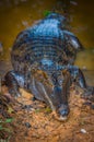 Caiman in the muddy water on the bank of the Cuyabeno River, Cuyabeno Wildlife Reserve, Ecuador Royalty Free Stock Photo