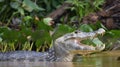 Caiman with open mouth in the water. The yacare caiman Caiman yacare, also known commonly as the jacare caiman. Side view.