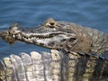 Caiman - Pantanal - Brazil Royalty Free Stock Photo