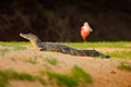 Caiman with ping bird, spoonbill. Yacare Caiman, crocodile on the beach with evening sun, Pantanal, Brazil, Widlife in South Ameri