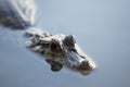 Caiman in still water at Madidi near Rurrenabaque, Bolivia Royalty Free Stock Photo