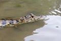 Caiman in still water at Serere Reserve Madidi in, Bolivia Royalty Free Stock Photo
