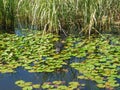 Caiman swimming in lake at Esteros del Ibera Royalty Free Stock Photo