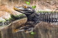 Caiman waiting in the water for prey Royalty Free Stock Photo