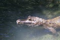 Caiman in the water