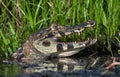 Caiman in the water.The yacare caiman Caiman yacare, also known commonly as the jacare caiman.