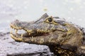 Caiman yacare in brazil Royalty Free Stock Photo