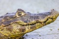 Caiman yacare in brazil Royalty Free Stock Photo