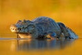 Caiman, Yacare Caiman, crocodile in the river surface, evening yellow sun, Pantanal, Brazil. Wildlife scene with crocodile in Sout