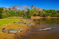 Caiman, Yacare Caiman, crocodiles in river surface, evening with blue sky, animals in the nature habitat. Pantanal, Brazil. Caiman