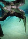 Caimans view from the water in Wroclaw zoo Royalty Free Stock Photo