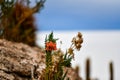 Caiophora chuquitensis, cactus Island Uyuni