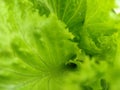 Caipira Lettuce Royalty Free Stock Photo