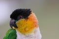 Caique, Black-headed(Pionites melanocephala) Royalty Free Stock Photo