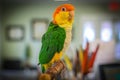 Caique parrot sitting on a perch Royalty Free Stock Photo