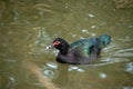 Cairina moschata domestic swimming in the lake Royalty Free Stock Photo