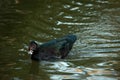 Cairina moschata domestic swimming in the lake Royalty Free Stock Photo