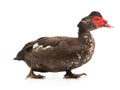 Cairina moschata duck isolated