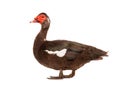 Cairina moschata duck large chocolate