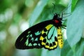 Cairn Birdwing Royalty Free Stock Photo