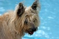 Cairn Terrier Royalty Free Stock Photo