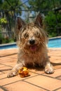 Cairn Terrier Royalty Free Stock Photo