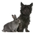 Cairn Terrier, 4 years old, and a rabbit Royalty Free Stock Photo