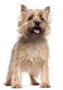 Cairn Terrier, 4 years old, standing Royalty Free Stock Photo