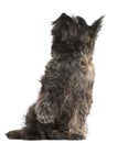 Cairn Terrier, 8 months old, sitting Royalty Free Stock Photo