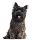 Cairn Terrier, 8 months old, sitting Royalty Free Stock Photo