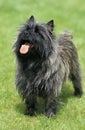 CAIRN TERRIER, ADULT WITH TONGUE OUT STANDING ON GRASS Royalty Free Stock Photo