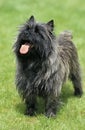 CAIRN TERRIER Royalty Free Stock Photo