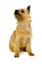 Cairn Terrier Dog. Royalty Free Stock Photo