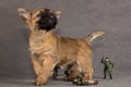 Cairn terrier dog Royalty Free Stock Photo