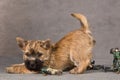 Cairn terrier dog Royalty Free Stock Photo