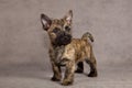 Cairn terrier dog Royalty Free Stock Photo